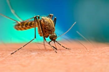 DENGUE: DUE NUOVI CASI NELL’AREA DI CAVEZZO, PROSEGUONO I TRATTAMENTI GIÀ IN CORSO