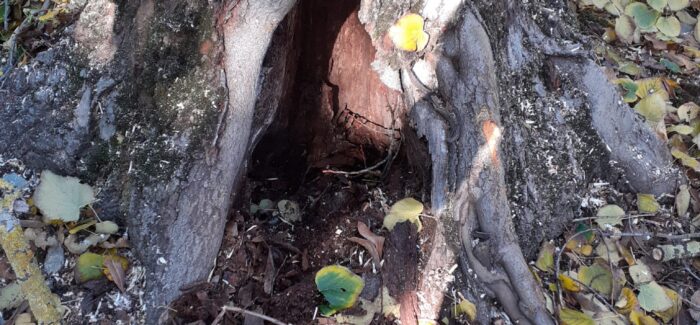 In corso i lavori di abbattimento di alcuni alberi pericolosi